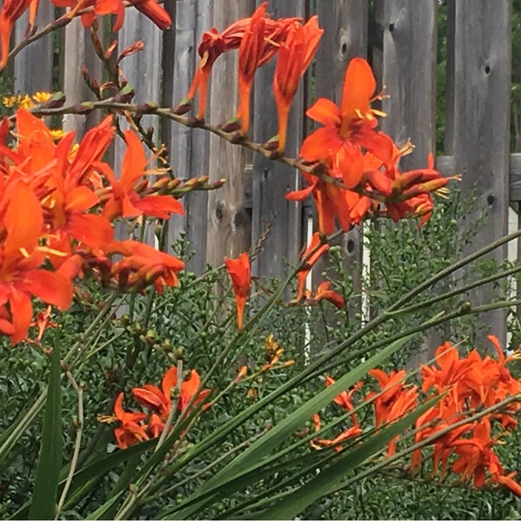 Meet your Posher - Picture 9 of 9